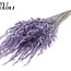 Dried Wild Oats | Colour: Frosted Milka Purple | Wild Avena Dried Flowers | Length ± 70 centimetres | Weight 100 grams | Per bunch
