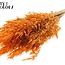 Gedroogde Wilde Haver | Kleur: Oranje | Wilde Avena Droogbloemen | Lengte ± 70 centimeter | Gewicht 100 gram | Per bos