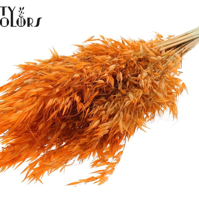 Gedroogde Wilde Haver | Kleur: Oranje | Wilde Avena Droogbloemen | Lengte ± 70 centimeter | Gewicht 100 gram | Per bos