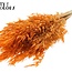 Avoine Sauvage Séchée | Couleur : Orange | Fleurs Séchées Avena Sauvage | Longueur ± 70 centimètres | Poids 100 grammes | Par bouquet