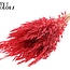 Getrockneter Wilder Hafer | Farbe: Rot | Wilde Avena Trockenblumen | Länge ± 70 Zentimeter | Gewicht 100 Gramm | Pro Bund