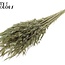 Dried Wild Oats | Colour: Olive Green | Wild Avena Dried Flowers | Length ± 70 centimetres | Weight 100 grams | Per bunch