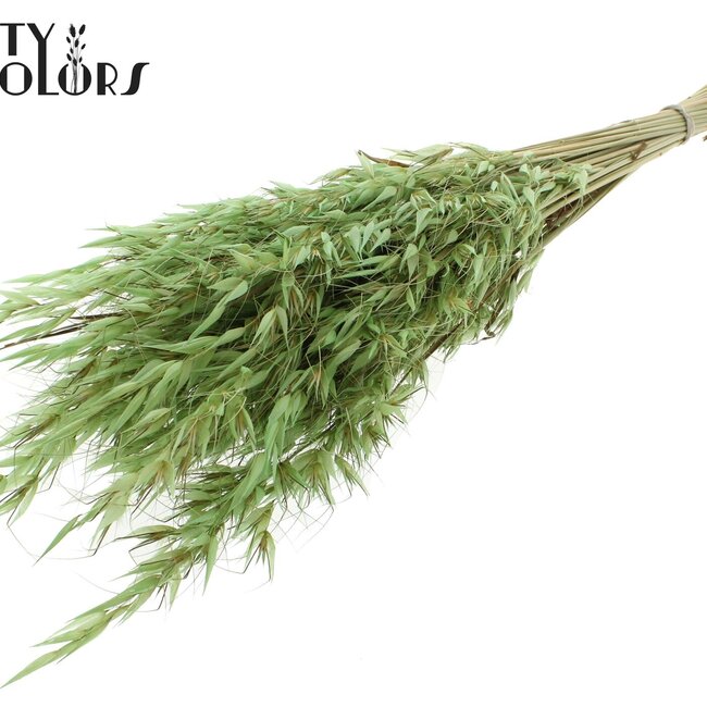Dried Wild Oats | Colour: Frosted Mint Green | Wild Avena Dried Flowers | Length ± 70 centimetres | Weight 100 grams | Per bunch