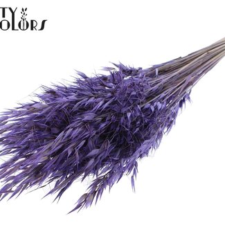 QC Avoine Sauvage Séchée | Couleur : Violet | Fleurs Séchées Avena Sauvage | Longueur ± 70 centimètres | Poids 100 grammes | Par bouquet