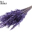 Dried Wild Oats | Colour: Purple | Wild Avena Dried Flowers | Length ± 70 centimetres | Weight 100 grams | Per bunch