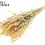 Dried Wild Oats | Colour: Natural | Wild Avena Dried Flowers | Length ± 70 centimetres | Weight 100 grams | Per bunch