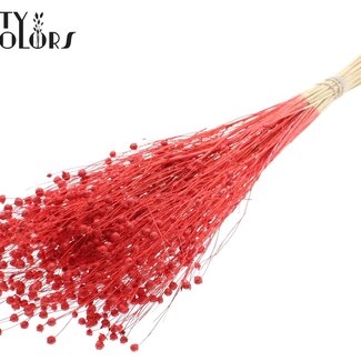 QC Gedroogd Vlas | Kleur: Intens Rood | Linum Droogbloemen | Lengte ± 70 centimeter | Gewicht 100 gram | Per bos