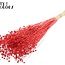 Getrockneter Flachs | Farbe: Intensiv Rot | Linum Trockenblumen | Länge ± 70 Zentimeter | Gewicht 100 Gramm | Pro Bund