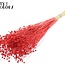 Lin séché | Couleur : Rouge intense | Linum fleurs séchées | Longueur ± 70 centimètres | Poids 100 grammes | Par bouquet