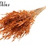 Gedroogde Wilde Haver | Kleur: Terracotta | Wilde Avena Droogbloemen | Lengte ± 70 centimeter | Gewicht 100 gram | Per bos