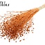 Lin séché | Couleur : Terracotta intense | Fleurs séchées de lin | Longueur ± 70 centimètres | Poids 100 grammes | Par bouquet