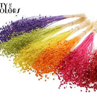 QC Lin séché | Couleur : Couleurs Intenses Mélangées | Fleurs séchées de lin | Longueur ± 70 centimètres | Poids 100 grammes | Par bouquet