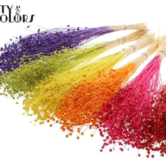 Dried Flax | Colour: Intense Mixed Colours | Linum Dried Flowers | Length ± 70 centimetres | Weight 100 grams | Per bunch
