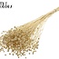 Dried Flax | Colour: Intense Frosted White | Linum Dried Flowers | Length ± 70 centimetres | Weight 100 grams | Per bunch