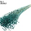 Gedroogd Vlas | Kleur: Intens Turquoise | Linum Droogbloemen | Lengte ± 70 centimeter | Gewicht 100 gram | Per bos