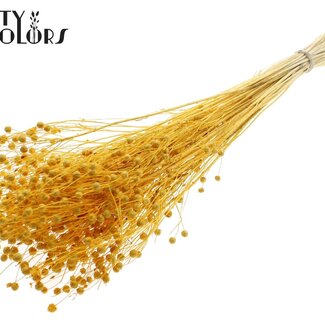 QC Getrockneter Flachs | Farbe: Intensives Aprikosenfarben | Linum Trockenblumen | Länge ± 70 Zentimeter | Gewicht 100 Gramm | Pro Bund