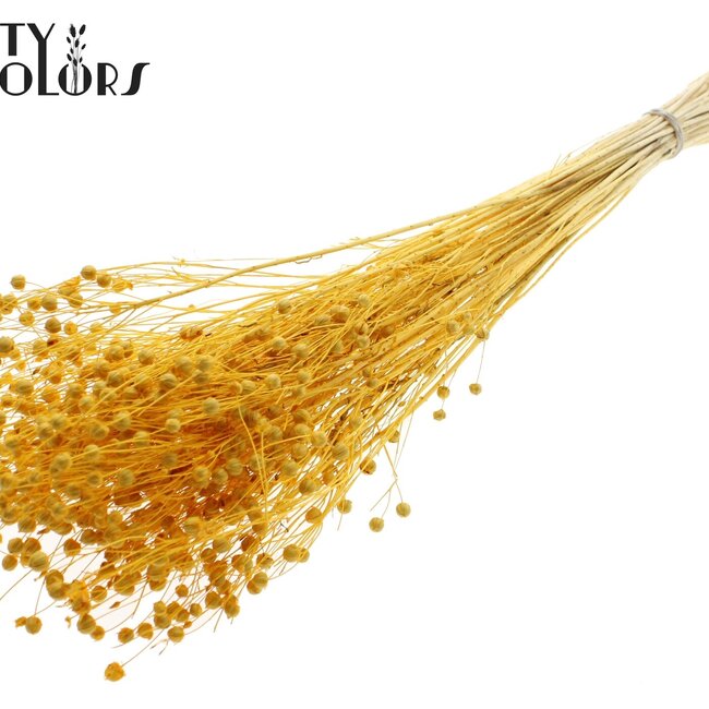 Gedroogd Vlas | Kleur: Intens Abrikooskleurig | Linum Droogbloemen | Lengte ± 70 centimeter | Gewicht 100 gram | Per bos