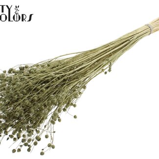 QC Gedroogd Vlas | Kleur: Intens Olijfgroen | Linum Droogbloemen | Lengte ± 70 centimeter | Gewicht 100 gram | Per bos