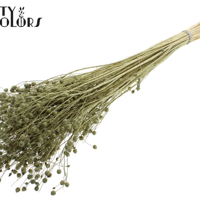 Getrockneter Flachs | Farbe: Intensives Olivgrün | Linum Trockenblumen | Länge ± 70 Zentimeter | Gewicht 100 Gramm | Pro Bund