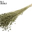 Dried Flax | Colour: Intense Olive Green | Linum Dried Flowers | Length ± 70 centimetres | Weight 100 grams | Per bunch