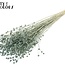 Lin séché | Couleur : Bleu clair givré intense | Linum fleurs séchées | Longueur ± 70 centimètres | Poids 100 grammes | Par bouquet