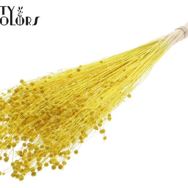 Dried Flax | Colour: Intense Yellow | Linum Dried Flowers | Length ± 70 centimetres | Weight 100 grams | Per bunch