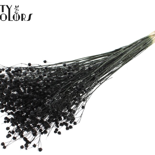 Lin séché | Couleur : Noir intense | Fleurs séchées de lin | Longueur ± 70 centimètres | Poids 100 grammes | Par bouquet