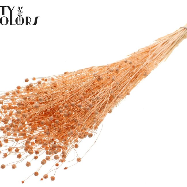 Gedroogd Vlas | Kleur: Intens Frosted Zalmkleurig | Linum Droogbloemen | Lengte ± 70 centimeter | Gewicht 100 gram | Per bos