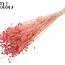 Dried Flax | Colour: Intense Frosted Pink | Linum Dried Flowers | Length ± 70 centimetres | Weight 100 grams | Per bunch
