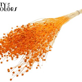QC Dried Flax | Colour: Intense Orange | Linum Dried Flowers | Length ± 70 centimetres | Weight 100 grams | Per bunch