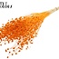 Getrockneter Flachs | Farbe: Intensives Orange | Linum Trockenblumen | Länge ± 70 Zentimeter | Gewicht 100 Gramm | Pro Bund