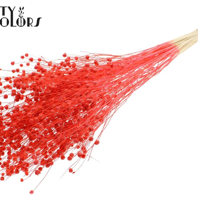 Lin séché | Couleur : Corail Intense | Fleurs séchées de lin | Longueur ± 70 centimètres | Poids 100 grammes | Par bouquet