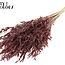 Dried Wild Oats | Colour: Brown | Wild Avena Dried Flowers | Length ± 70 centimetres | Weight 100 grams | Per bunch