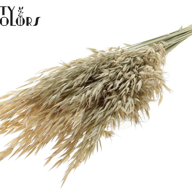 Dried Wild Oats | Colour: Frosted White | Wild Avena Dried Flowers | Length ± 70 centimetres | Weight 100 grams | Per bunch