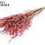 Avoine Sauvage Séchée | Couleur : Rose Givré | Fleurs Séchées Avena Sauvage | Longueur ± 70 centimètres | Poids 100 grammes | Par bouquet
