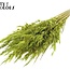 Dried Wild Oats | Colour: Light Green | Wild Avena Dried Flowers | Length ± 70 centimetres | Weight 100 grams | Per bunch