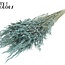 Getrockneter Wilder Hafer | Farbe: Frosted Hellblau | Wilde Avena Trockenblumen | Länge ± 70 Zentimeter | Gewicht 100 Gramm | Pro Bund