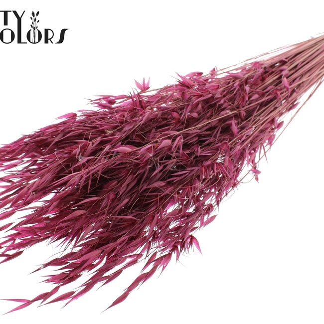 Dried Wild Oats | Colour: Bordeaux Red | Wild Avena Dried Flowers | Length ± 70 centimetres | Weight 100 grams | Per bunch