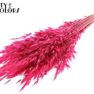 QC Avoine Sauvage Séchée | Couleur : Cerise | Fleurs Séchées Avena Sauvage | Longueur ± 70 centimètres | Poids 100 grammes | Par bouquet