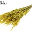 Dried Wild Oats | Colour: Yellow | Wild Avena Dried Flowers | Length ± 70 centimetres | Weight 100 grams | Per bunch