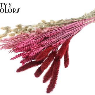 QC Bouquet de Fleurs Séchées | Lady Mix | Couleur : Couleurs Mélangées | Longueur ± 60 centimètres | Par bouquet