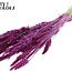 Dried Flower Mix Bouquet | Colour: Lilac | Length ± 60 centimetres | Per bunch