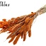 Dried Flower Mix Bouquet | Colour: Orange | Length ± 60 centimetres | Per bunch