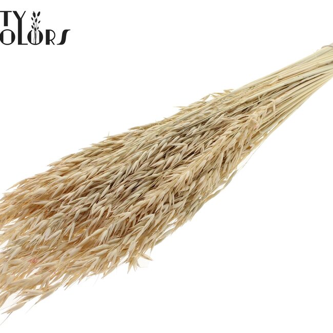 Avoine Séchée | Couleur : Blanc Givré Intense | Fleurs séchées d'Avena | Longueur ± 60 centimètres | Poids 200 grammes | Par bouquet