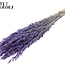 Gedroogde Haver | Kleur: Intens Frosted Milkapaars | Avena droogbloemen | Lengte ± 60 centimeter | Gewicht 200 gram | Per bos