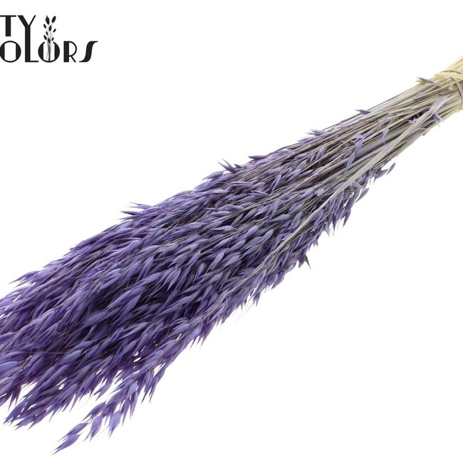 Gedroogde Haver | Kleur: Intens Frosted Milkapaars | Avena droogbloemen | Lengte ± 60 centimeter | Gewicht 200 gram | Per bos
