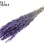 Gedroogde Haver | Kleur: Intens Frosted Milkapaars | Avena droogbloemen | Lengte ± 60 centimeter | Gewicht 200 gram | Per bos