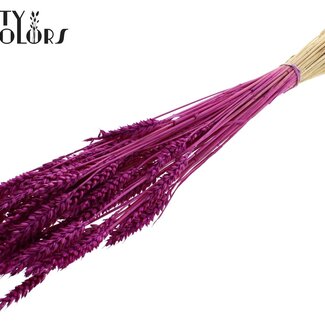 QC Blé Séché | Couleur : Lilas Intense | Triticum Fleurs Séchées | Longueur ± 60 centimètres | Poids 100 grammes | Par bouquet
