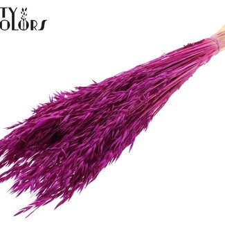 QC Getrockneter Hafer | Farbe: Intensives Lila | Avena Trockenblumen | Länge ± 60 Zentimeter | Gewicht 200 Gramm | Pro Bund