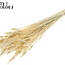 Blé Séché | Couleur : Blanc Blanchi | Triticum Fleurs Séchées | Longueur ± 60 centimètres | Poids 100 grammes | Par bouquet